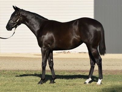 Prominent International Sire More Than Ready Dies at 25 Image 1